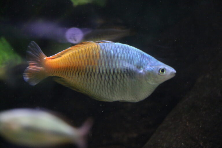 Deniz Mavi Gökkuşağı (Melanotaenia boesemani) |commons:File:Melanotaenia boesemani - IMG 0448.jpg