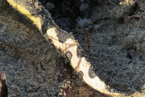 Deniz Yılanı Hydrophis platurus