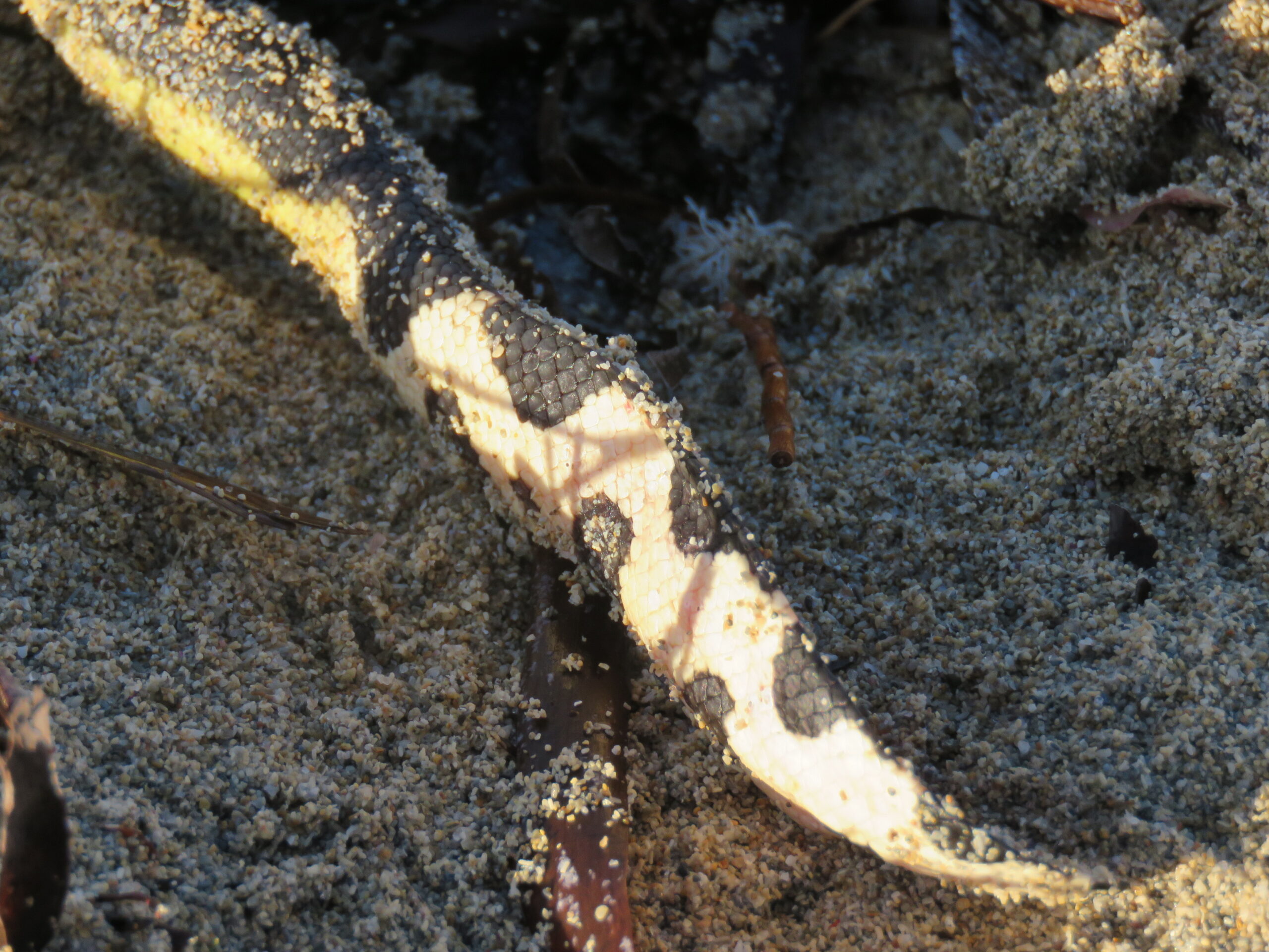 Deniz Yılanı Hydrophis platurus