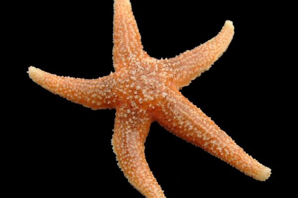 Denizyıldızı Asterias rubens