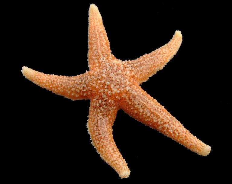 Denizyıldızı Asterias rubens