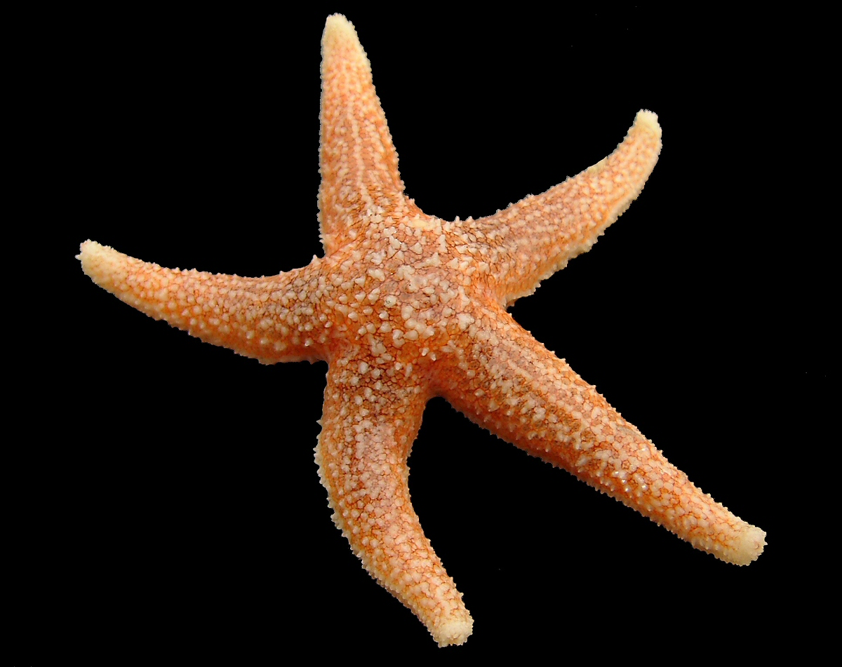 Denizyıldızı Asterias rubens