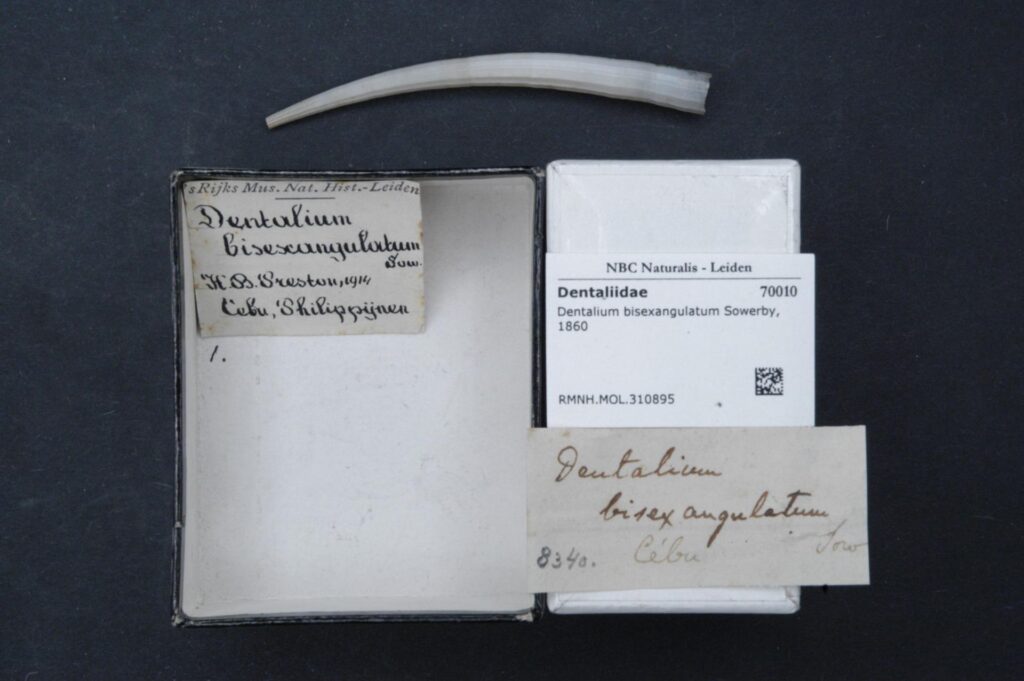 Dentalium bisexangulatum Dentalium bisexangulatum