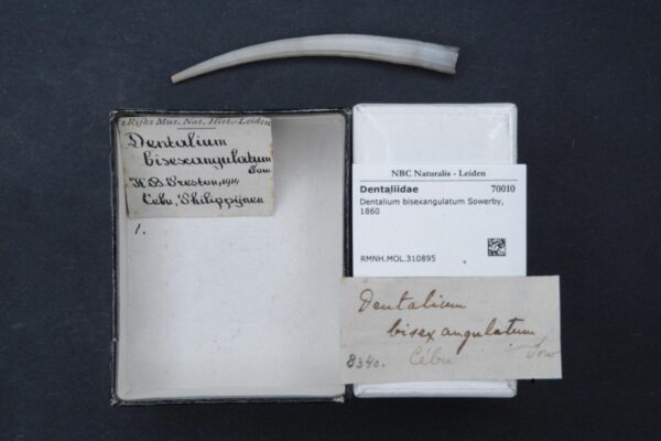 Dentalium bisexangulatum Dentalium bisexangulatum