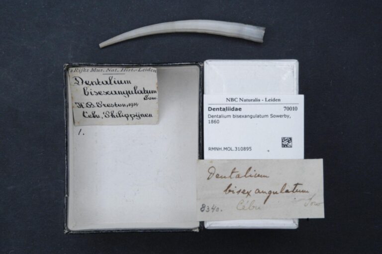 Dentalium bisexangulatum Dentalium bisexangulatum