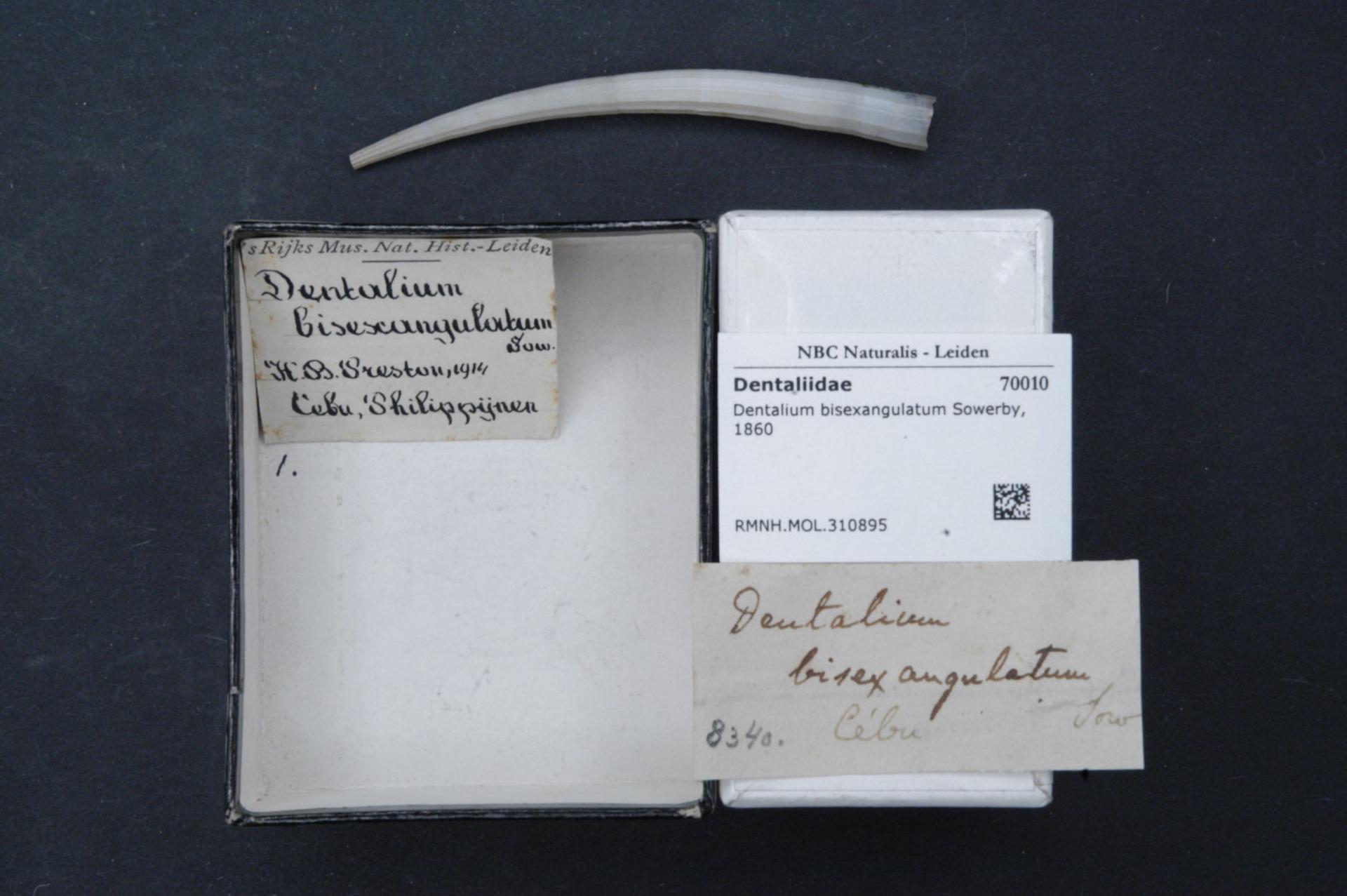 Dentalium bisexangulatum Dentalium bisexangulatum
