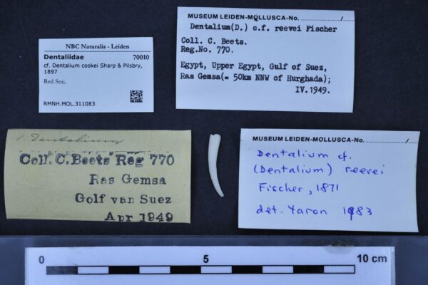 Dentalium cookei Dentalium cookei