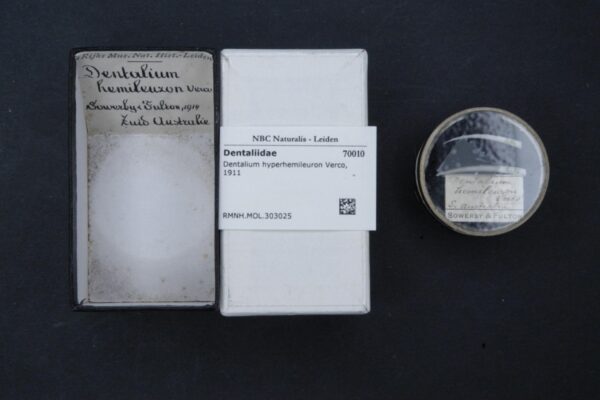 Dentalium hyperhemileuron Dentalium hyperhemileuron
