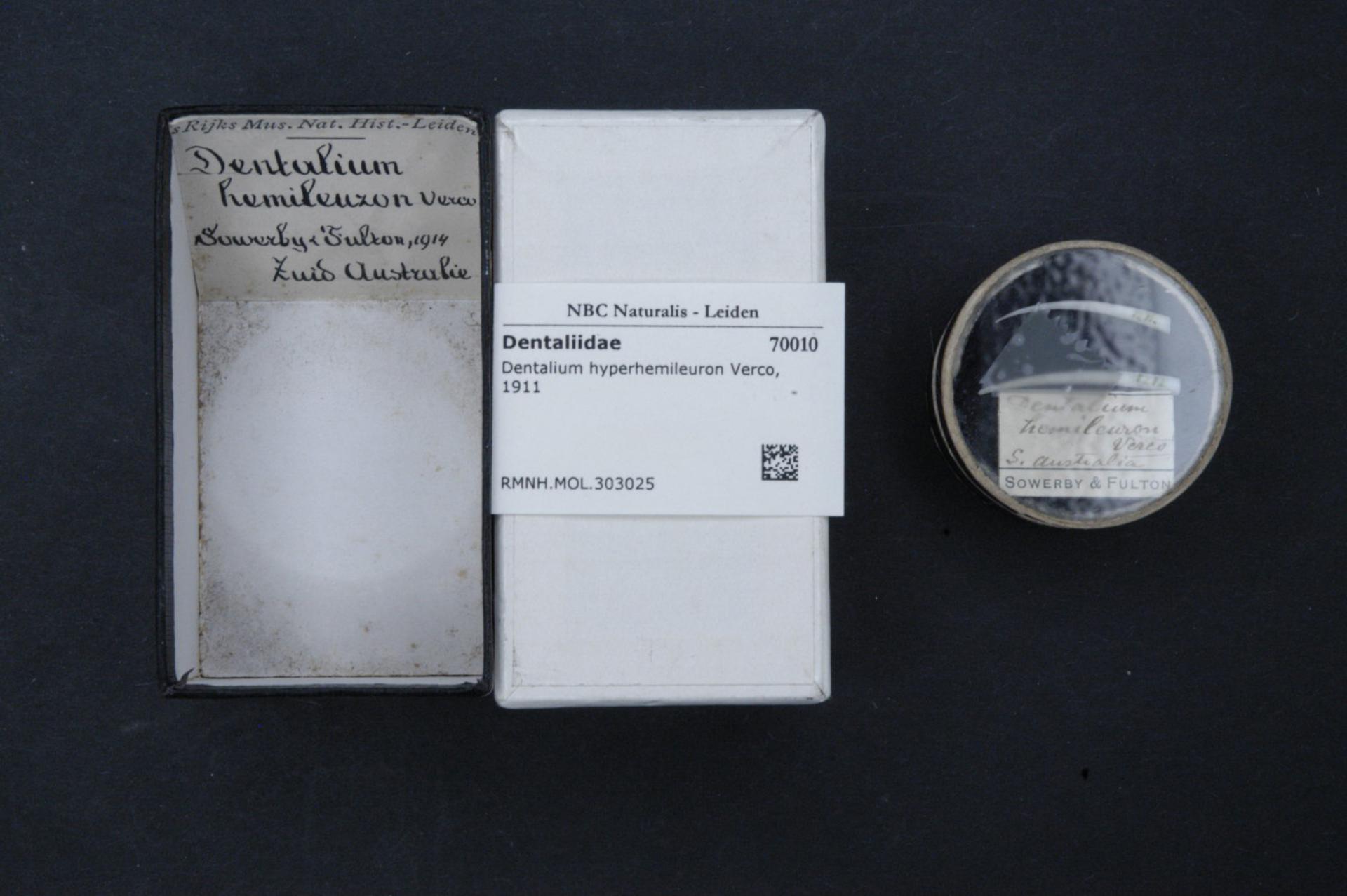 Dentalium hyperhemileuron Dentalium hyperhemileuron