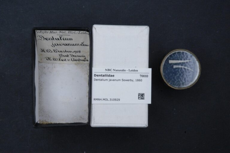 Dentalium javanum Dentalium javanum