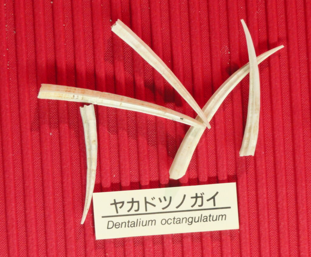 Dentalium octangulatum Dentalium octangulatum