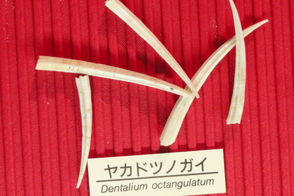 Dentalium octangulatum Dentalium octangulatum