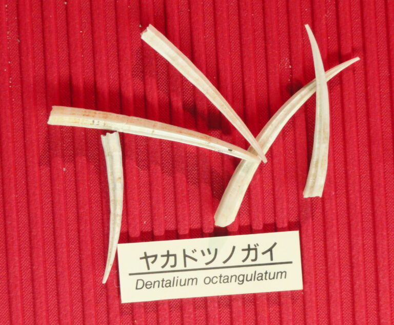 Dentalium octangulatum Dentalium octangulatum