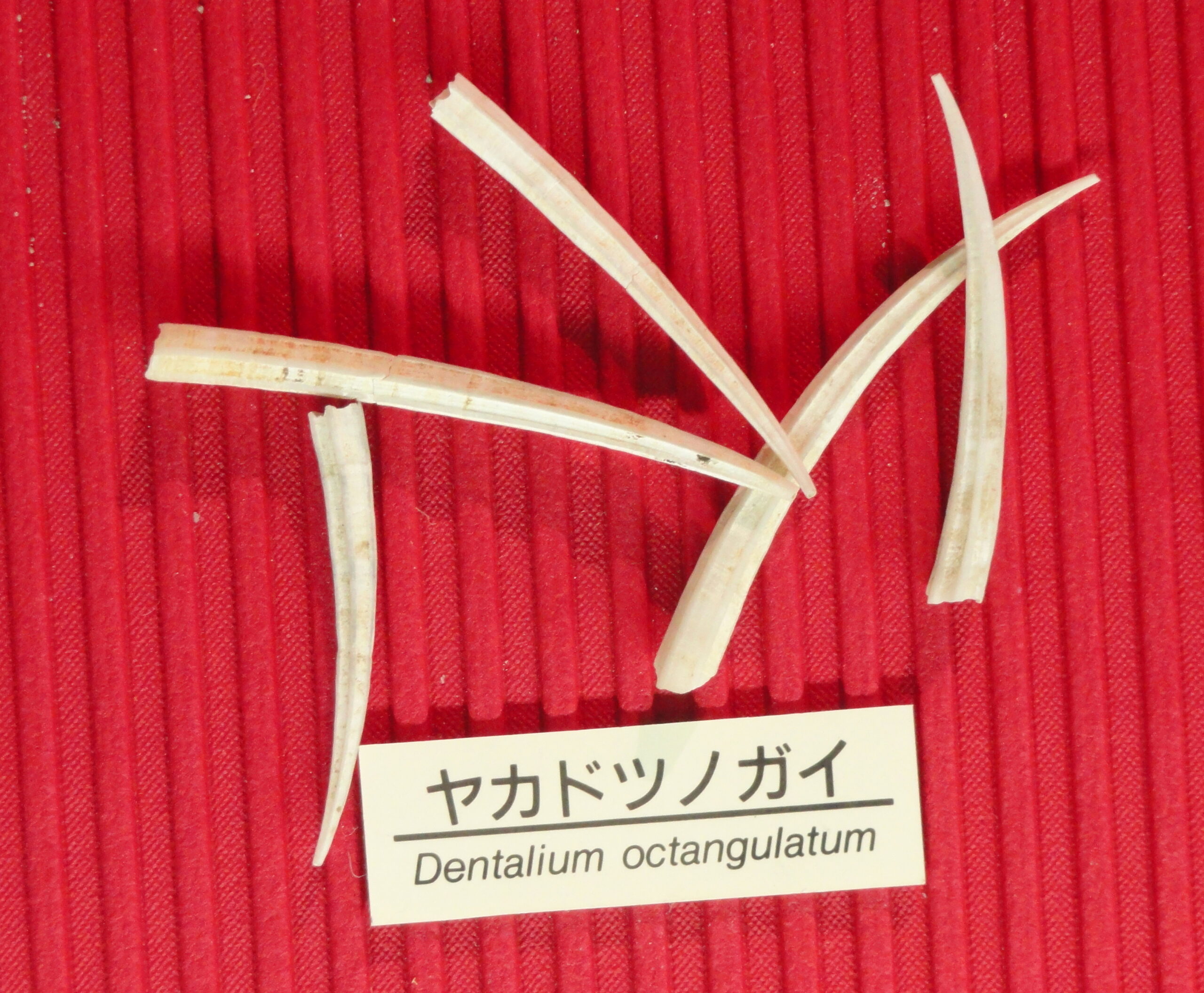 Dentalium octangulatum Dentalium octangulatum
