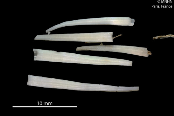 Dentalium oryx Dentalium oryx