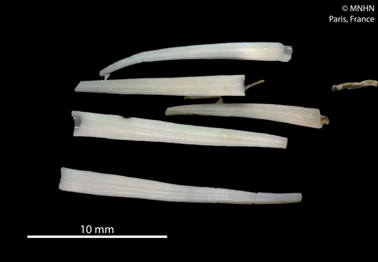 Dentalium oryx Dentalium oryx