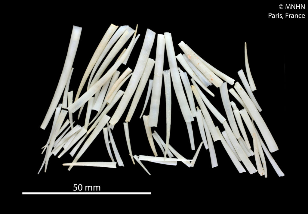 Dentalium pluricostatum Dentalium pluricostatum