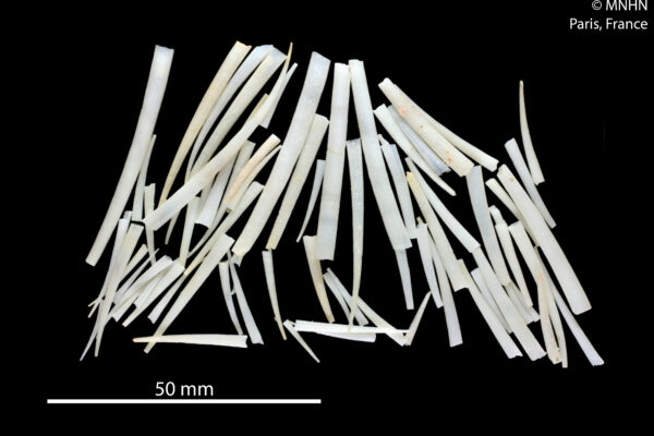 Dentalium pluricostatum Dentalium pluricostatum
