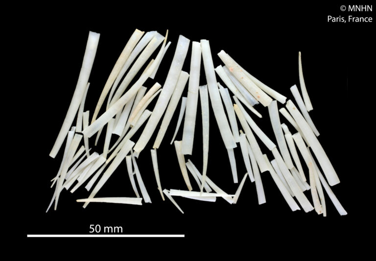 Dentalium pluricostatum Dentalium pluricostatum