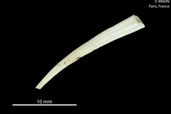 Dentalium strigatum Dentalium strigatum