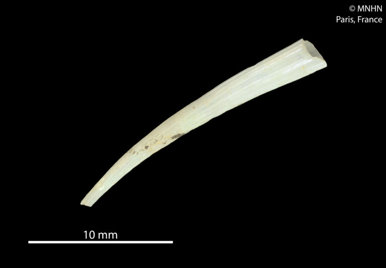 Dentalium strigatum Dentalium strigatum