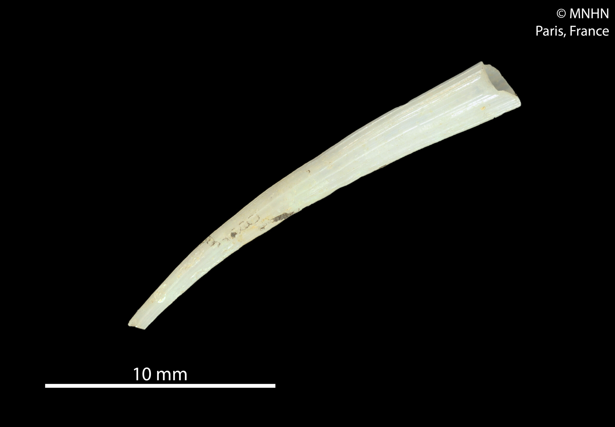 Dentalium strigatum Dentalium strigatum