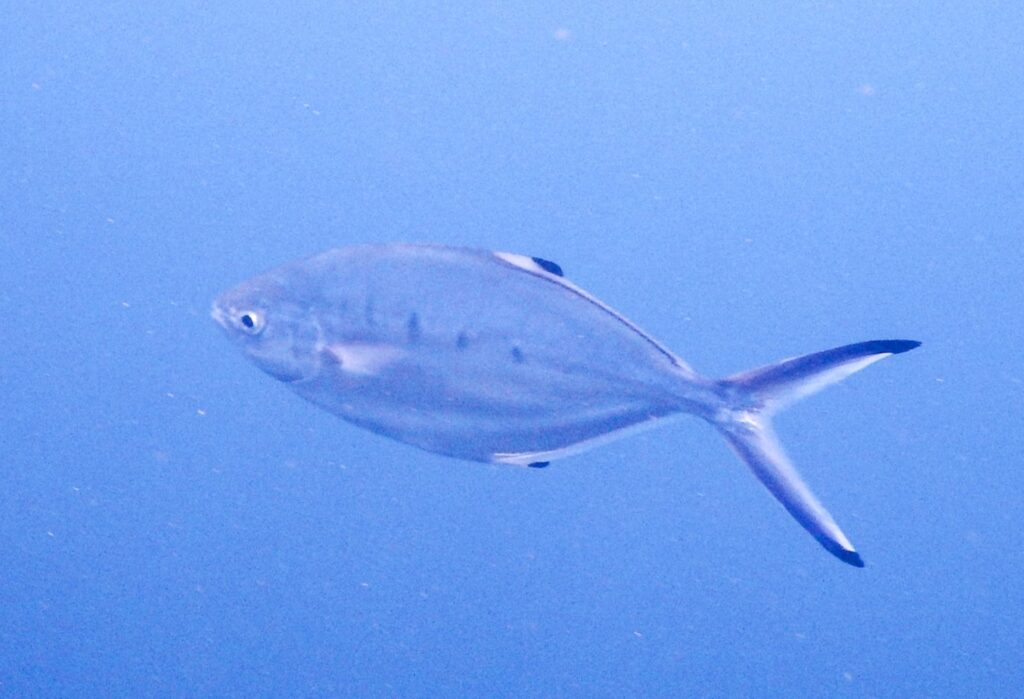 Derbio (Trachinotus ovatus) |commons:File:Trachinotus ovatus 331450523.jpg