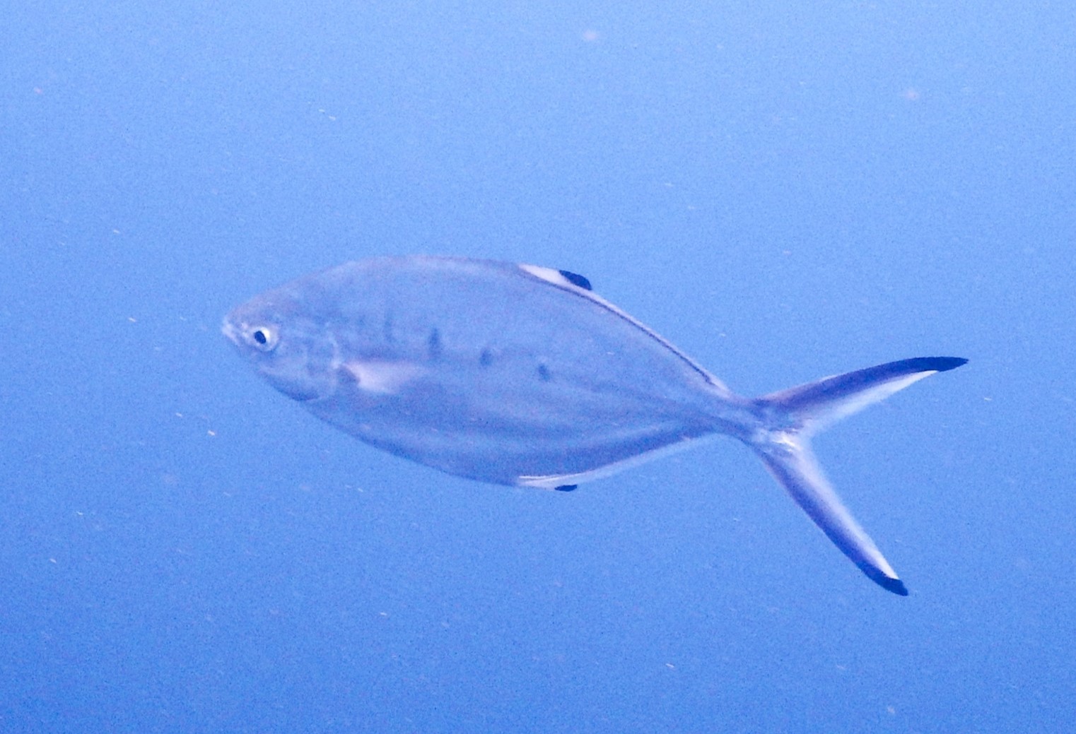 Derbio (Trachinotus ovatus) |commons:File:Trachinotus ovatus 331450523.jpg