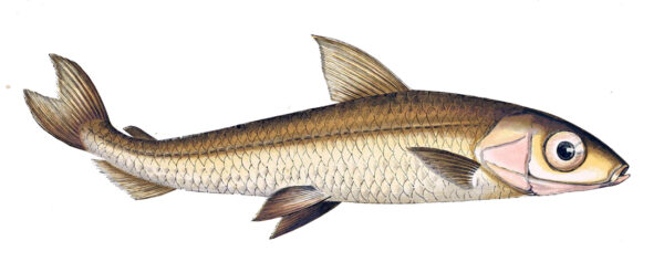 derinsu gumus baligi (Argentina sphyraena) |commons:File:Argentina sphyraena.jpg