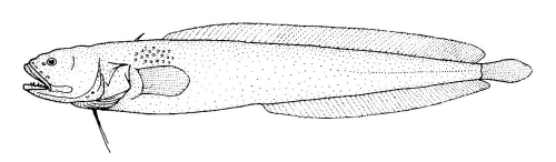 Dermatopsis macrodon (Dermatopsis macrodon) |commons:File:Dermatopsis macrodon (Fleshfish).gif