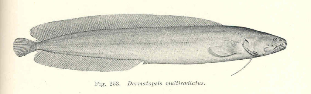 Dermatopsis multiradiatus (Dermatopsis multiradiatus) |commons:File:FMIB 45740 Dermatopsis multiradiatus.jpeg