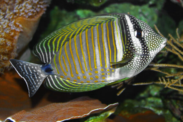 Desjardin Tang Zebrasoma desjardinii