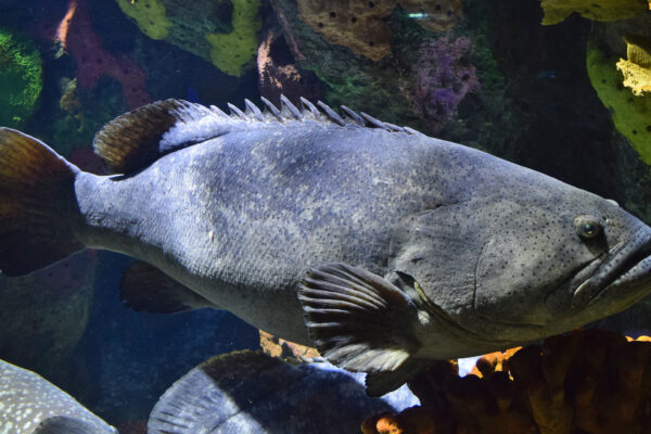 Dev Mağara Balığı Epinephelus lanceolatus