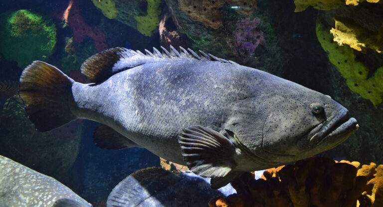 Dev Mağara Balığı Epinephelus lanceolatus