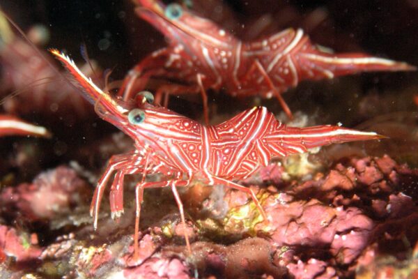 Deve Karidesi Rhynchocinetes durbanensis