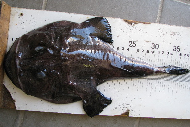 Devil Anglerfish (Lophius vomerinus) |commons:File:Lophius vomerinus.jpg