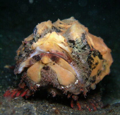 Devil Scorpionfish (Scorpaenopsis diabolus) |commons:File:False Stonefish - Scorpaenopsis diabolus.jpg