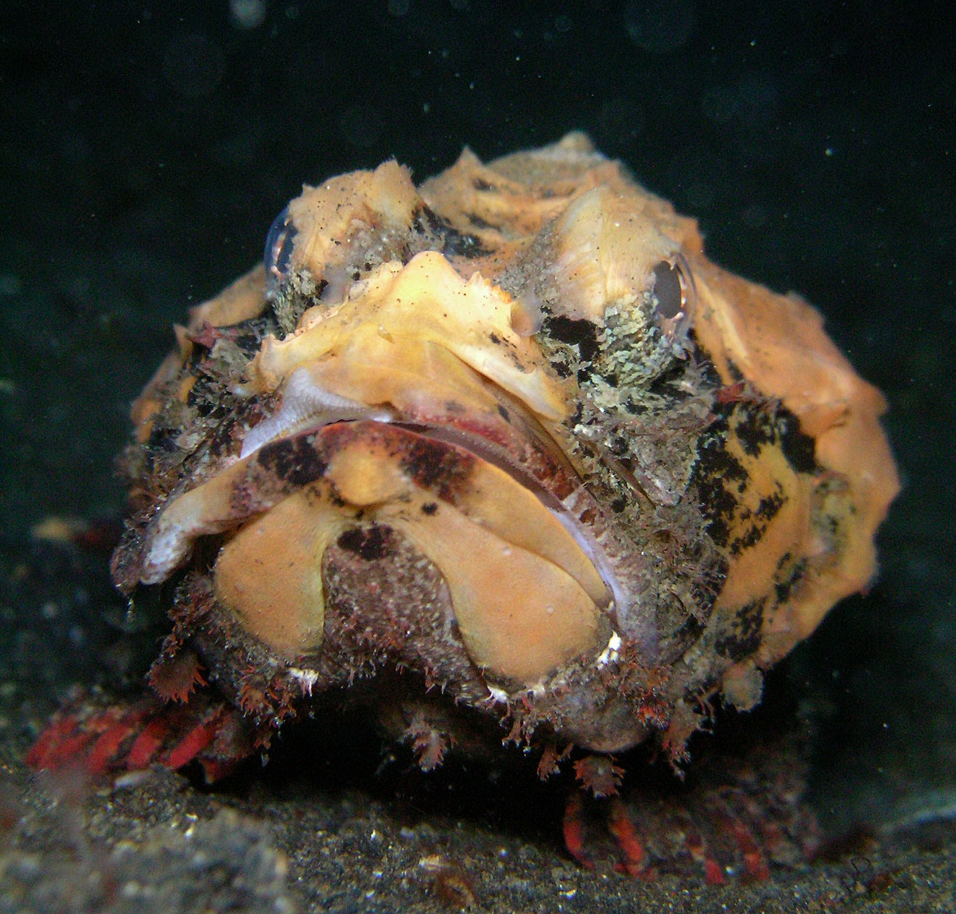 Devil Scorpionfish (Scorpaenopsis diabolus) |commons:File:False Stonefish - Scorpaenopsis diabolus.jpg