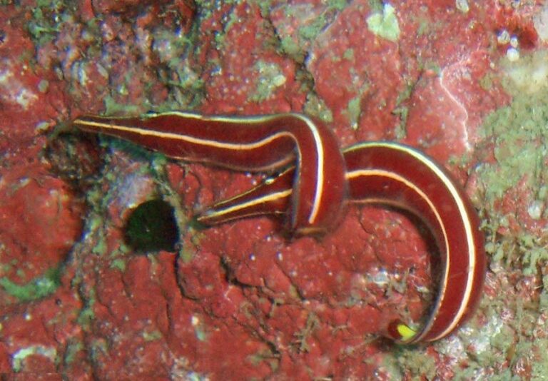Diademichthys lineatus (Diademichthys lineatus) |commons:File:Diademichthys lineatus, pareja.jpg