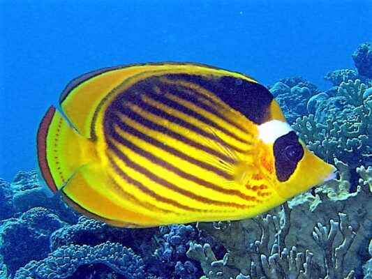 Diagonal Butterflyfish (Chaetodon fasciatus) |commons:File:Chaetodon fasciatus, Hurghada.jpg