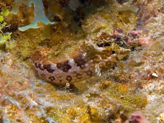 Diamond Blenny (Malacoctenus boehlkei) |commons:File:Malacoctenus boehlkei (Diamond Blenny).jpg