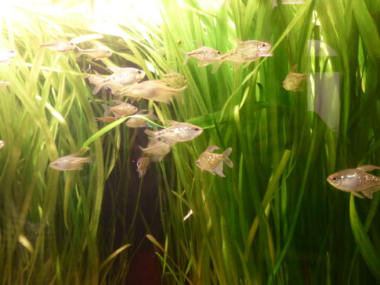 Diamond Tetra (Moenkhausia pittieri) |commons:File:Moenkhausia-pittieri.jpg