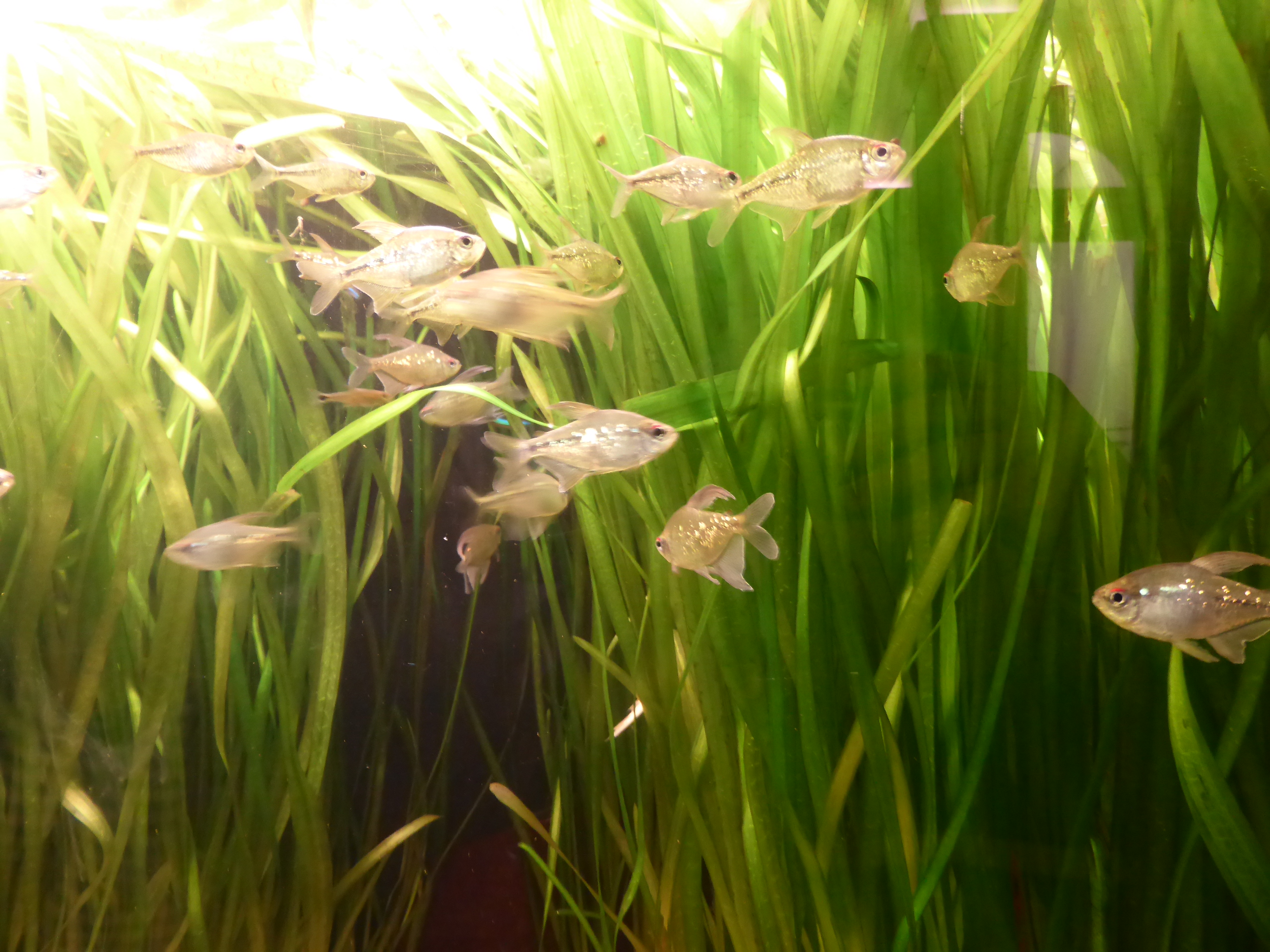 Diamond Tetra (Moenkhausia pittieri) |commons:File:Moenkhausia-pittieri.jpg