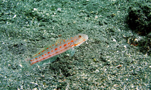Diamond Watchman Goby (Valenciennea puellaris) |commons:File:Maiden Goby (Valenciennea puellaris) (6065200524).jpg