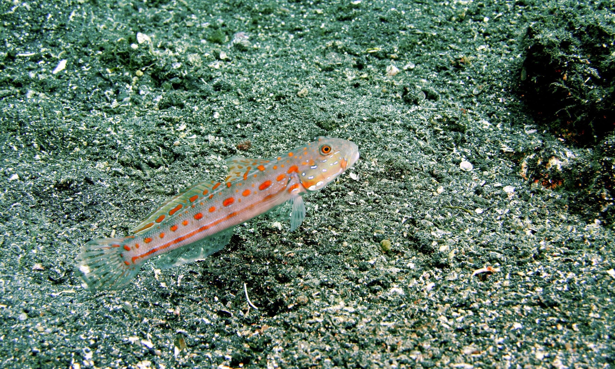 Diamond Watchman Goby (Valenciennea puellaris) |commons:File:Maiden Goby (Valenciennea puellaris) (6065200524).jpg