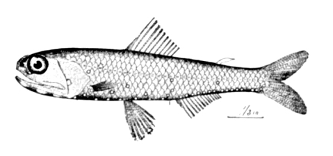 Diaphus dumerilii (Diaphus dumerilii) |commons:File:Diaphus dumerilii.jpg