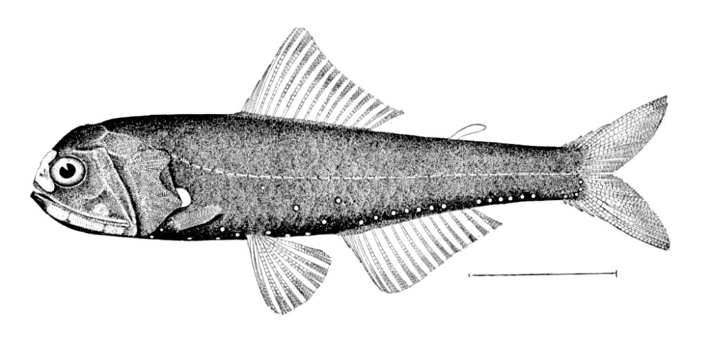 Diaphus lucidus (Diaphus lucidus) |commons:File:Diaphus lucidus.jpg