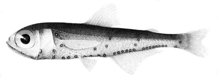Diaphus luetkeni (Diaphus luetkeni) |commons:File:Diaphus luetkeni.jpg