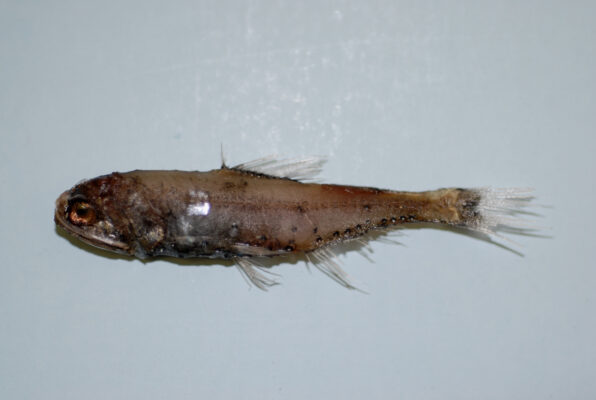 Diaphus splendidus (Diaphus splendidus) |commons:File:Horned lanternfish ( Diaphus splendidus ).jpg