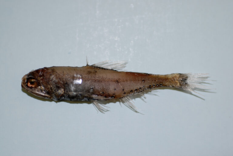 Diaphus splendidus (Diaphus splendidus) |commons:File:Horned lanternfish ( Diaphus splendidus ).jpg